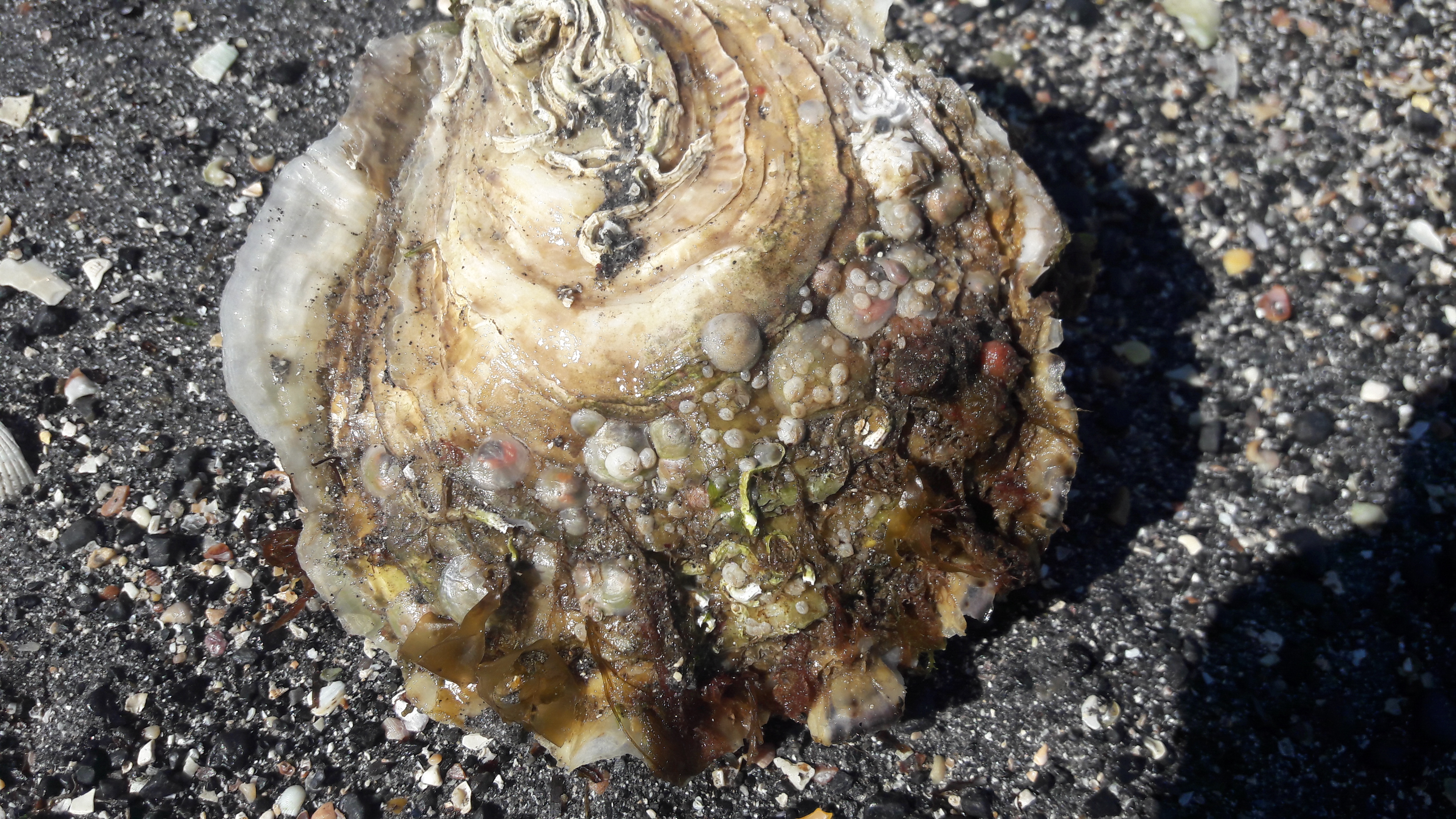 Native Oyster