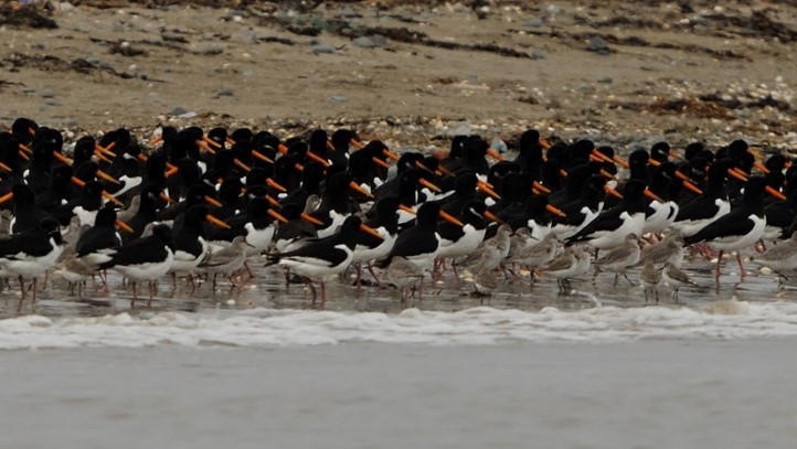 Shore birds in Dungarvan harbour