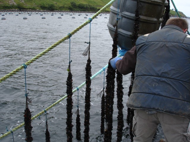 Mussel being cultivated on droppers hanging from longlines