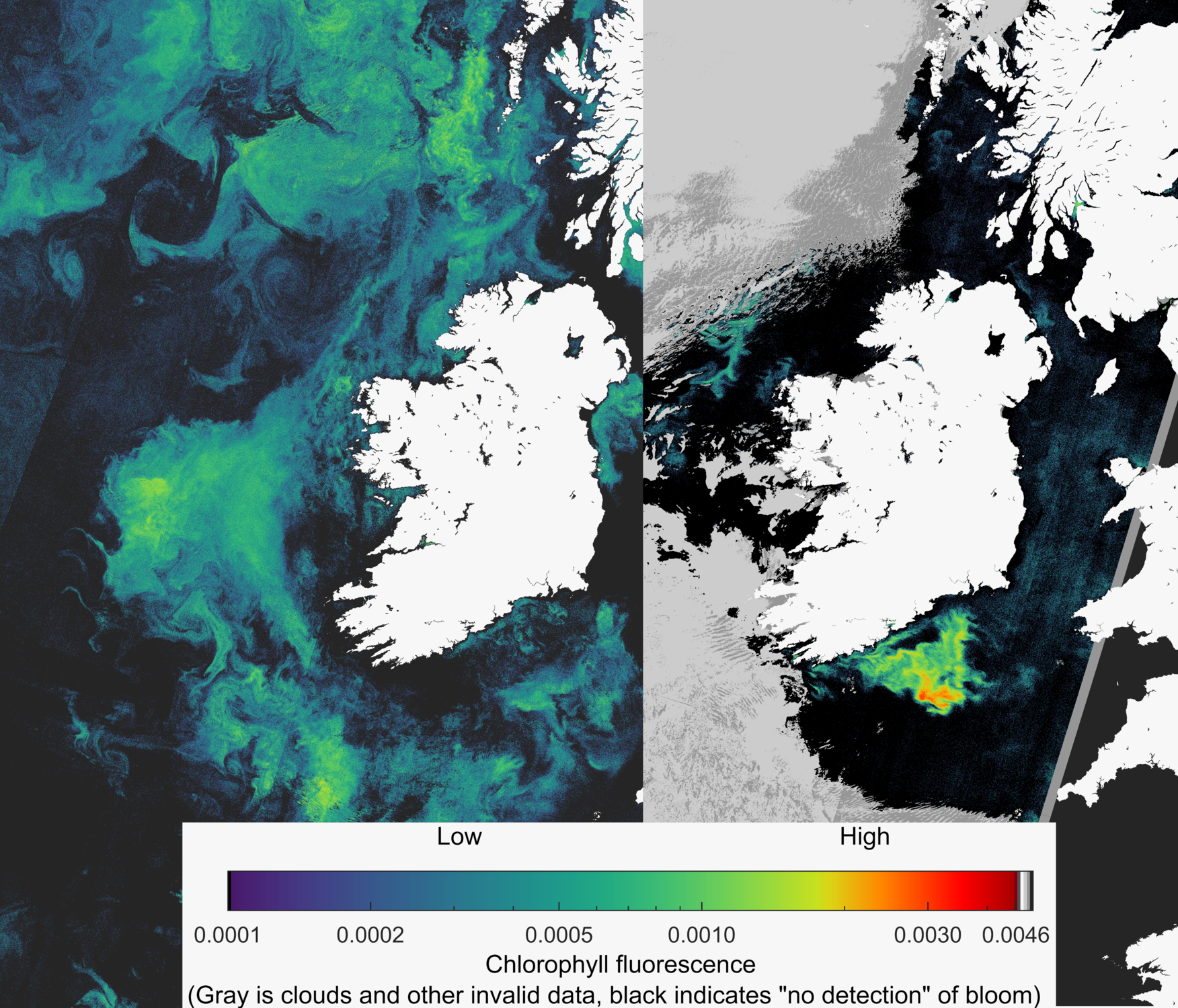 Phytoplankton Bloom