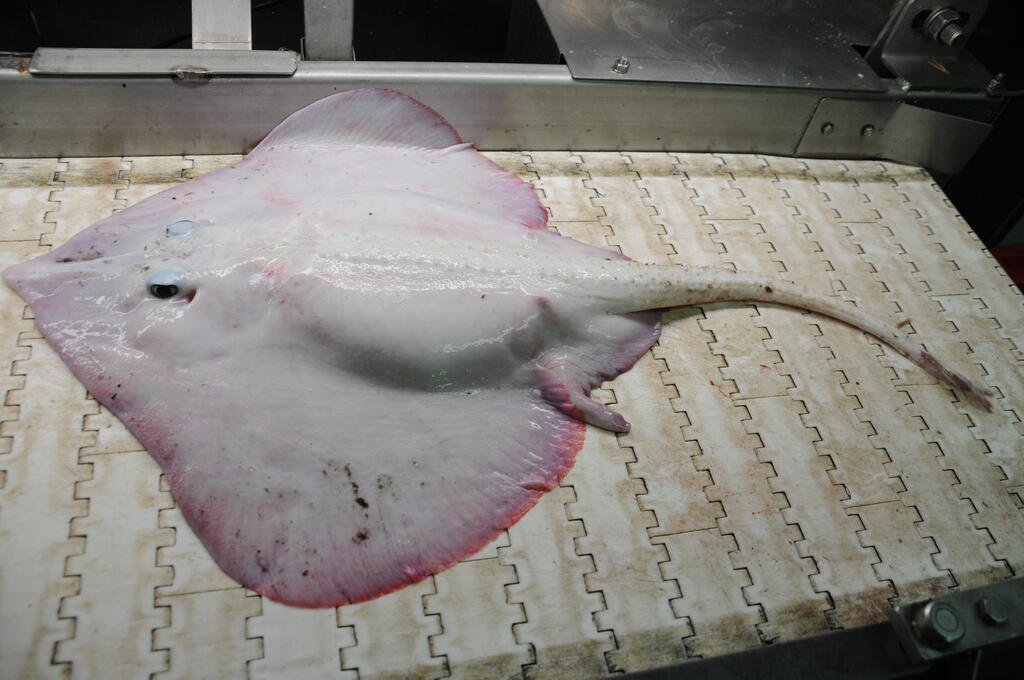 Monitoring the recovery of exploited deep-water species