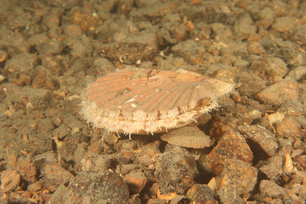 Scallops