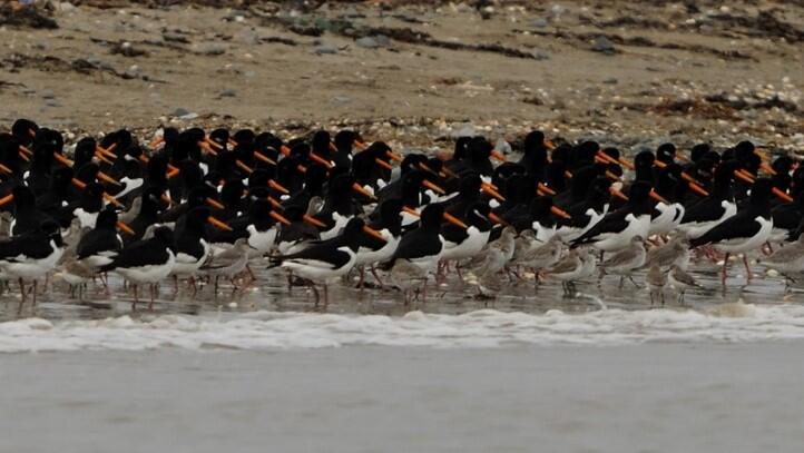 Shore birds in Dungarvan harbour