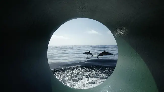 Dolphin