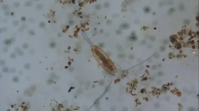 Continuous Plankton Recorder in Irish waters