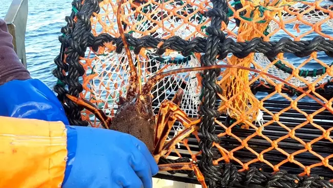Management of the crayfish fishery to protect critically endangered species