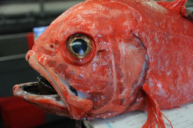 Monitoring the recovery of exploited deep-water species 
