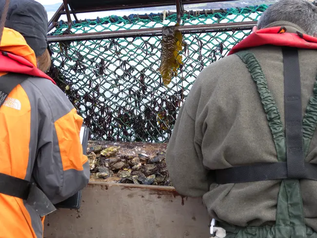 Restoration of Native Oysters in Ireland