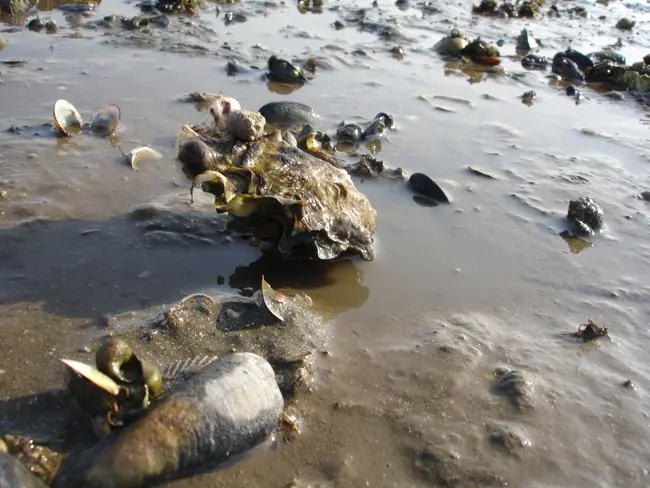 Pacific Oyster