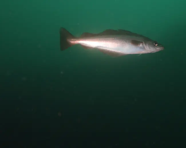 Investigating the stock structure of Pollack (Pollachius pollachius) for the purpose of sustainable fisheries management