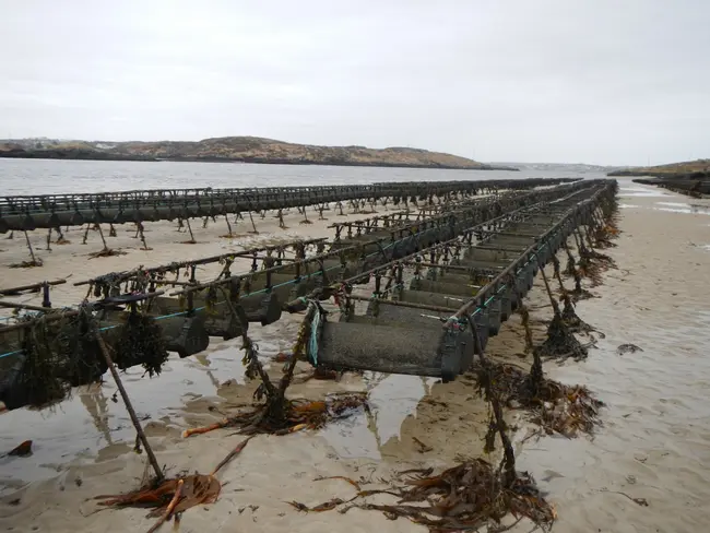 Appropriate assessment of aquaculture activities in Natura 2000 Special Protection Areas (SPA's)