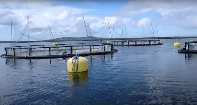 Aquaculture data and information products and services.