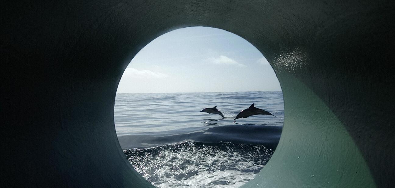 Dolphin