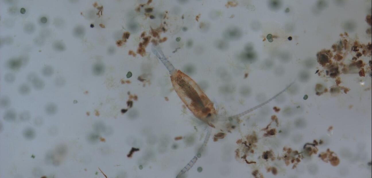 Continuous Plankton Recorder in Irish waters