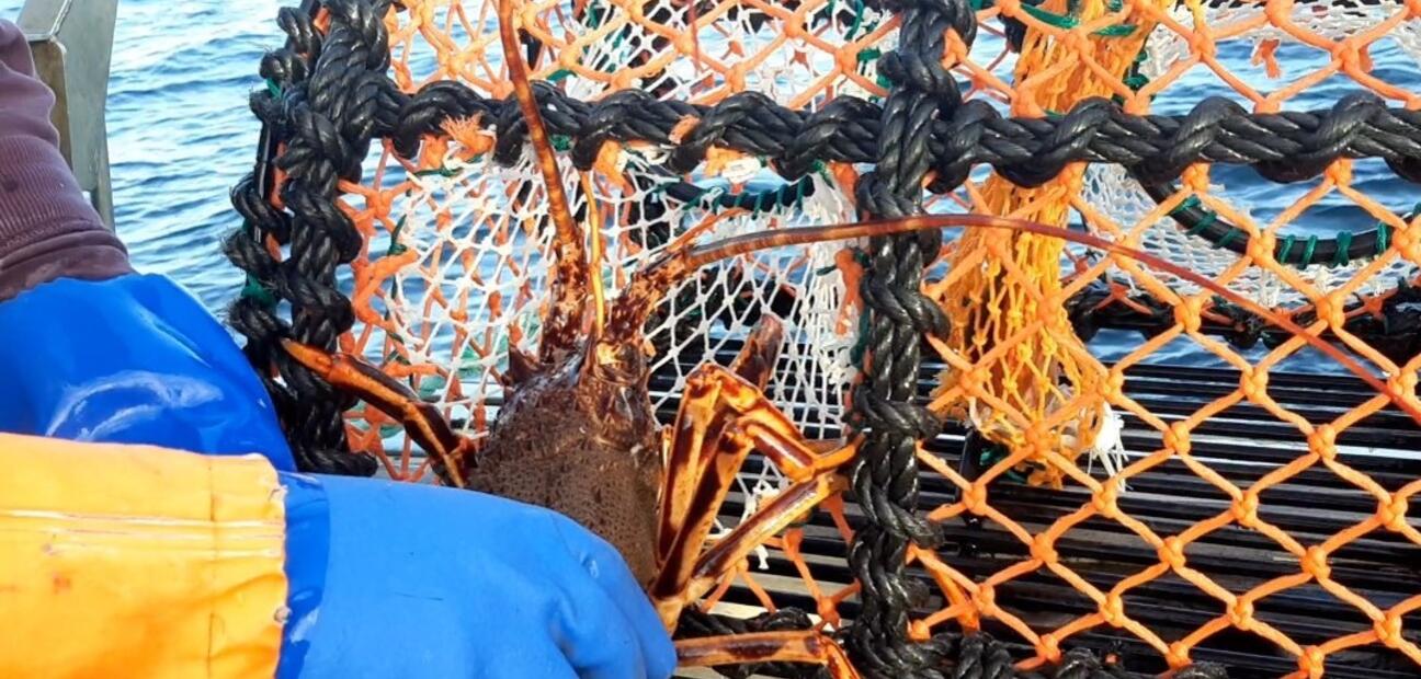 Management of the crayfish fishery to protect critically endangered species
