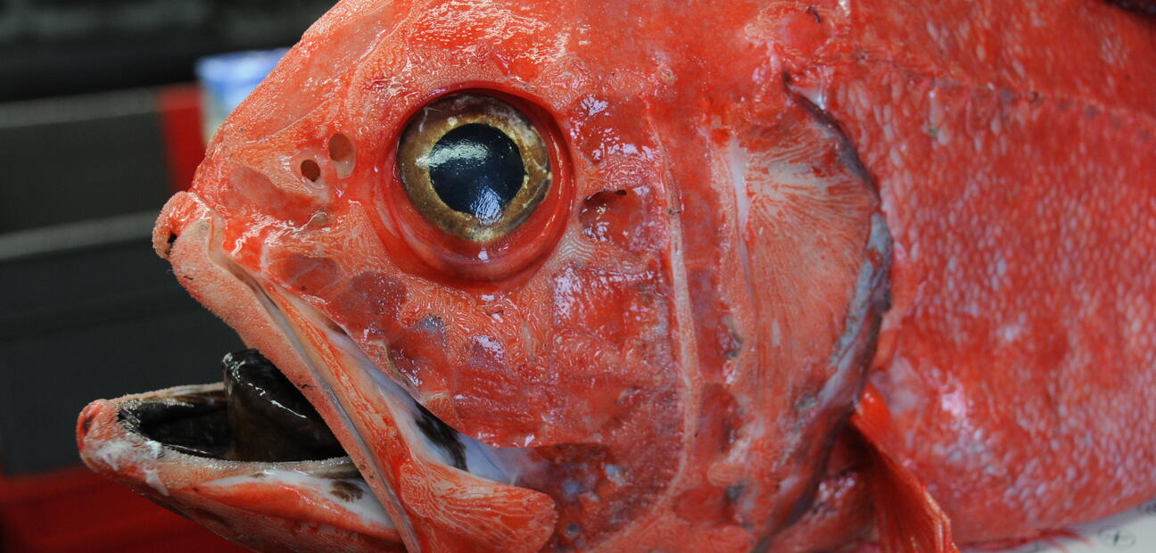 Monitoring the recovery of exploited deep-water species 