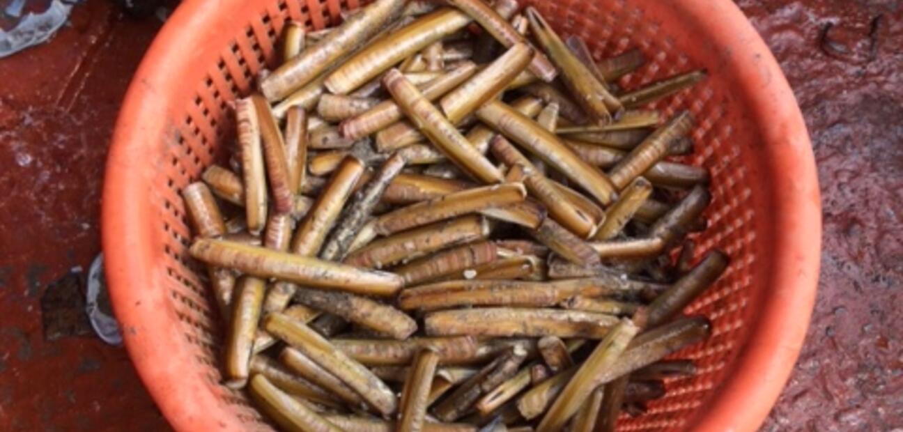 Implementation of Natura measures for fisheries
