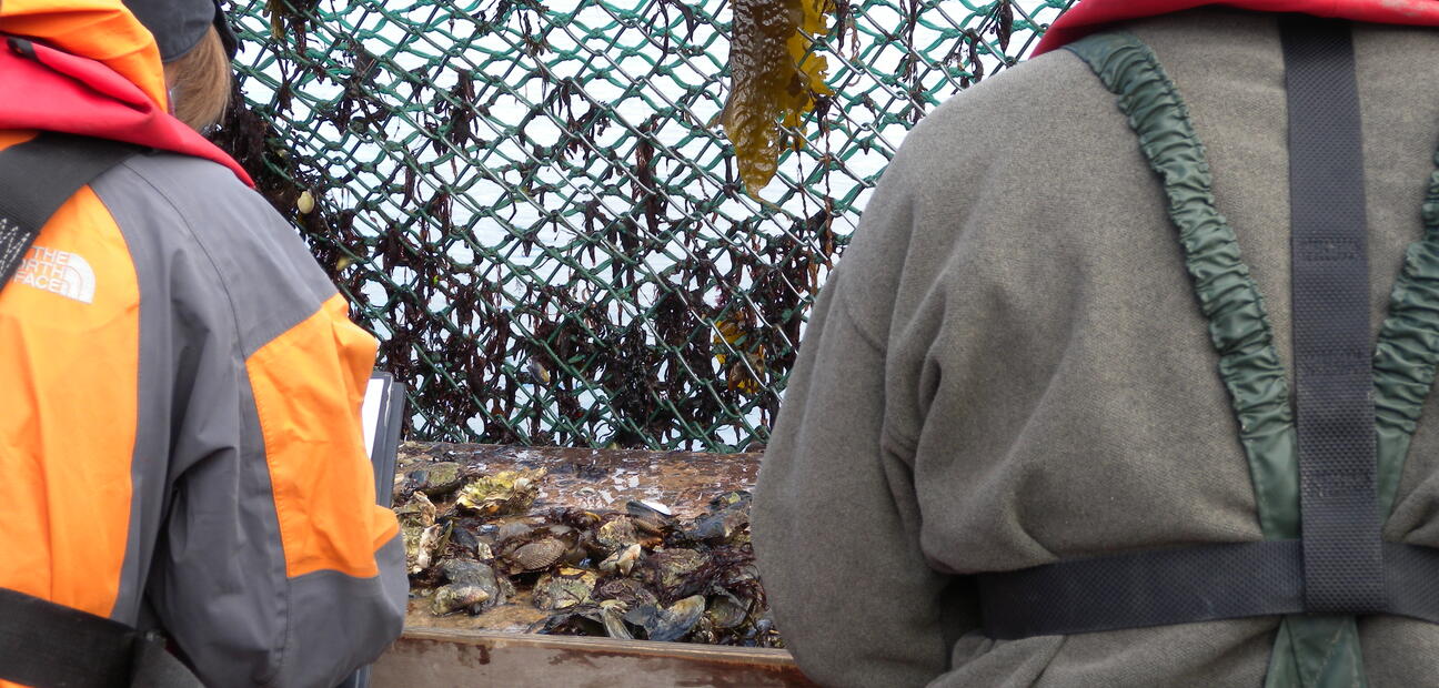 Restoration of Native Oysters in Ireland