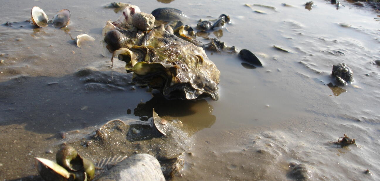 Pacific Oyster