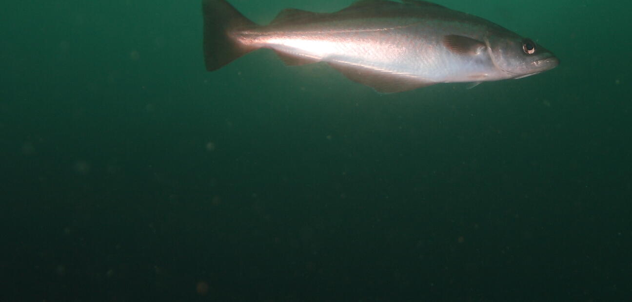 Investigating the stock structure of Pollack (Pollachius pollachius) for the purpose of sustainable fisheries management