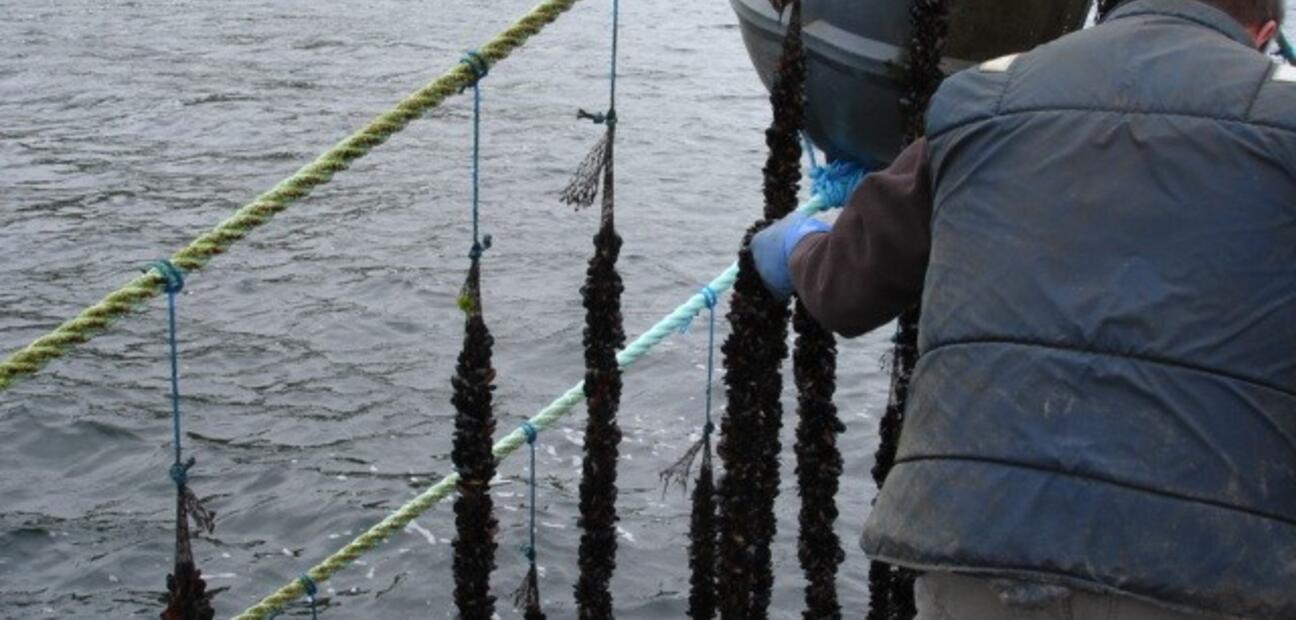 Appropriate assessment of aquaculture activities in Natura 2000 Special Areas of Conservation (SAC's)