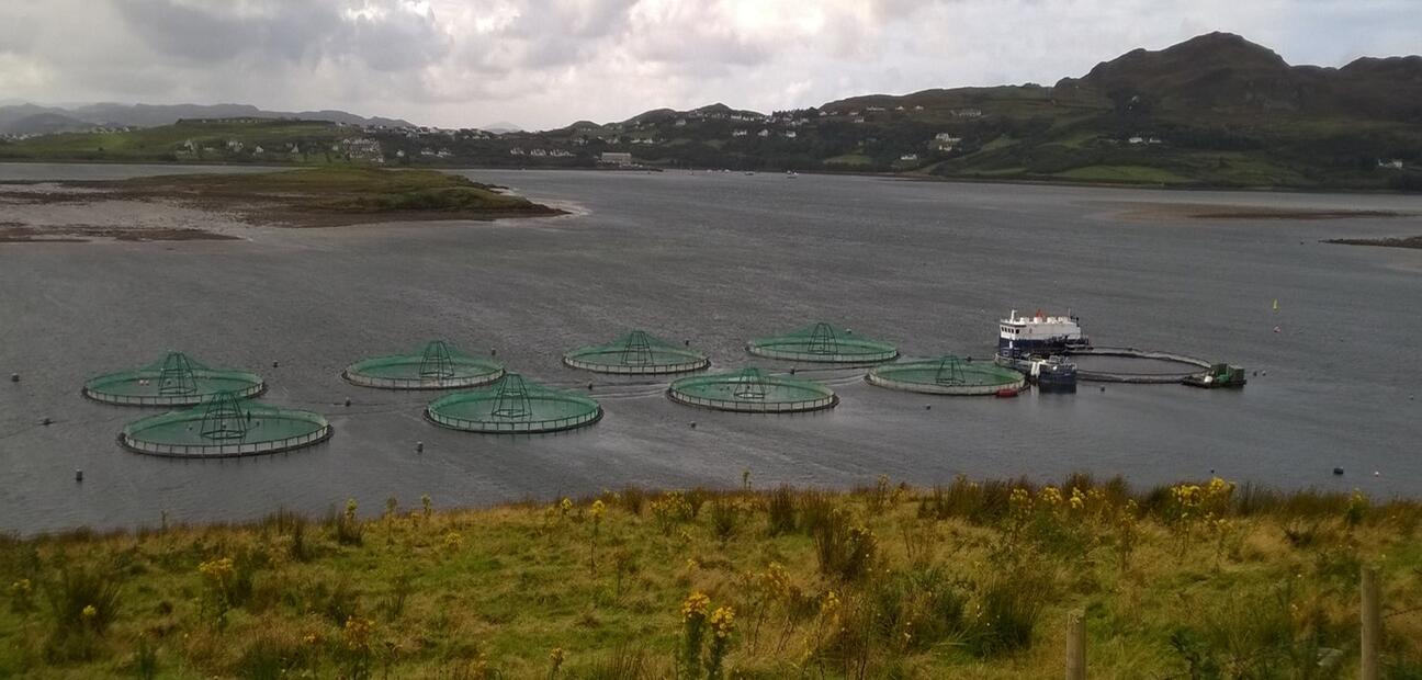 Salmon Stock Baseline Farm Introgression
