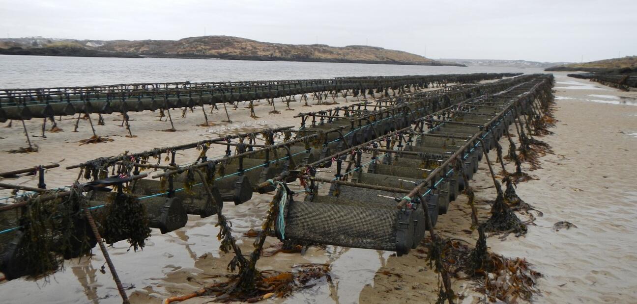 Appropriate assessment of aquaculture activities in Natura 2000 Special Protection Areas (SPA's)