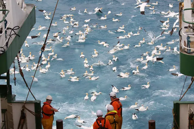 Gannets feeding 