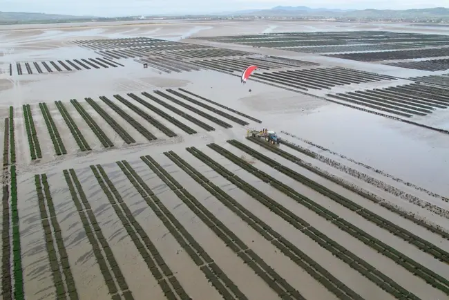 Dungarvan Aquaculture
