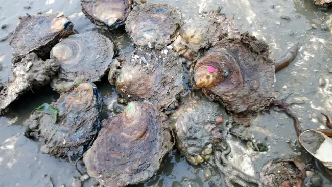 Oyster