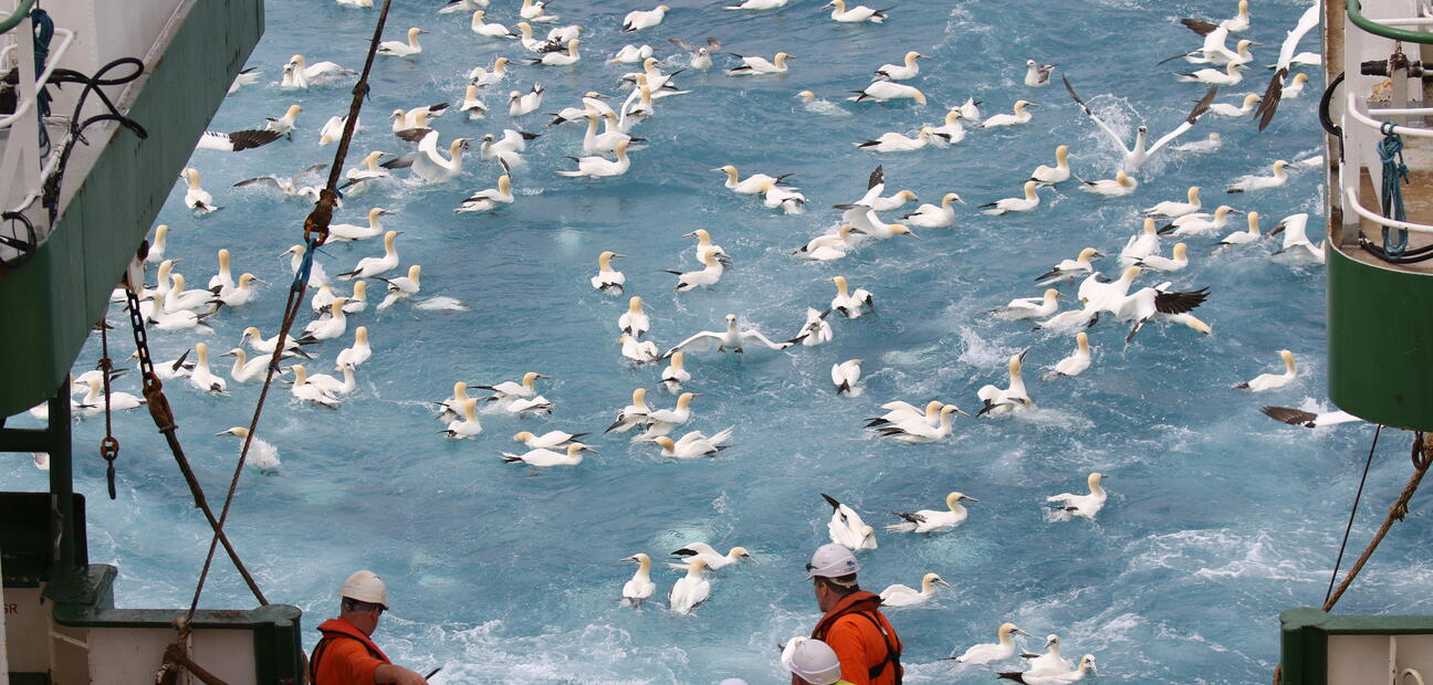 Gannets feeding 