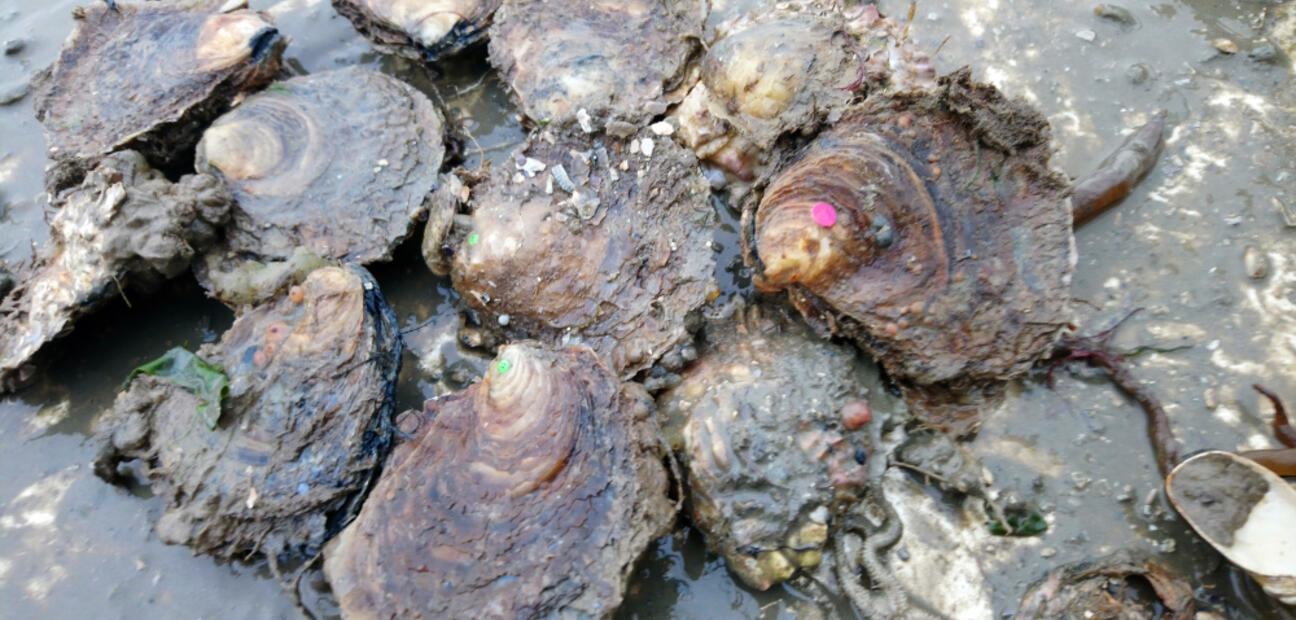 Oyster